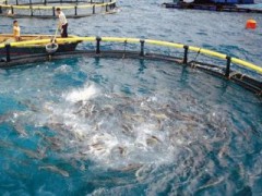 《關(guān)于加強海水養(yǎng)殖污染生態(tài)環(huán)境監(jiān)管的意見（征求意見稿）