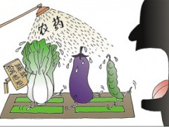 韭菜農(nóng)藥殘留超標如何破解